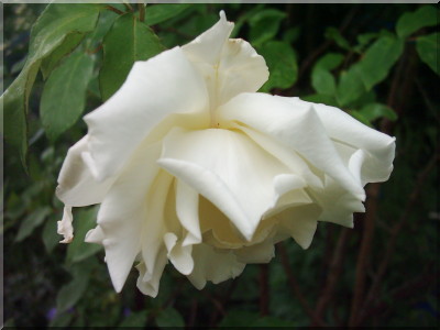 Cl. Mrs. Herbert Stevens